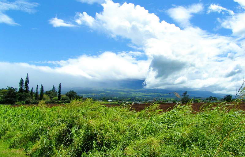 UpCountry Maui windy day windy day in Haiku