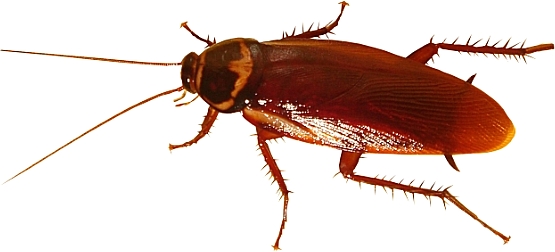 cockroach vacation on maui