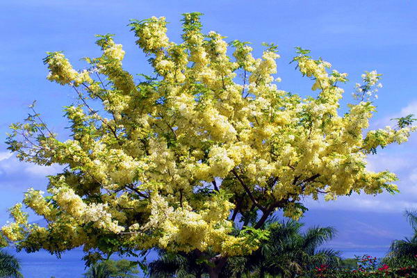 Unbelievable Blossem Covered Shower Tree Maui rentals vacation