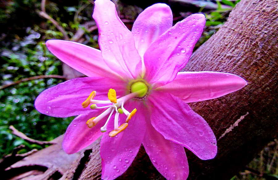 purple passion flower maui passion fruit