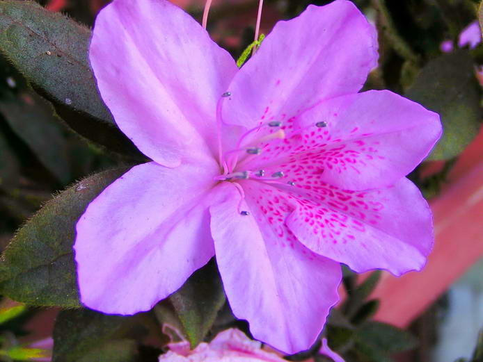 Gorgeous orchids and flowers abound all around the island beautiful Maui flowers